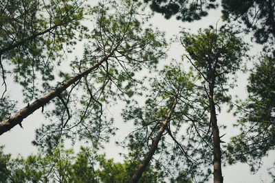 Low angle view of trees against sky