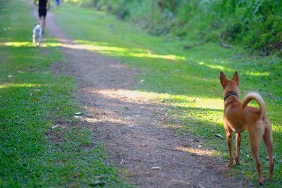 Dog standing on road