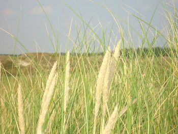 Close-up of wheat field