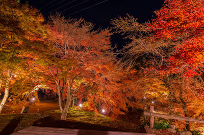 Illuminated tree in park during autumn