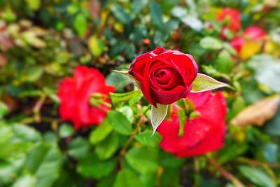 Close-up of red rose blooming outdoors