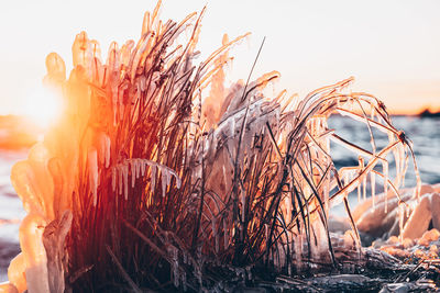 Close-up of wheat growing on field