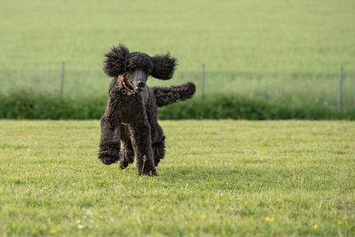 View of a dog running on field