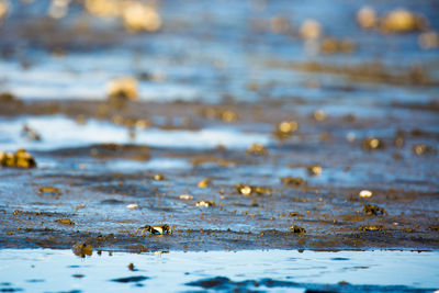 Close-up of snow on land