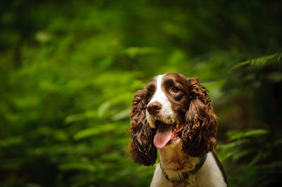 Close-up of welsh springer spaniel panting while standing in park