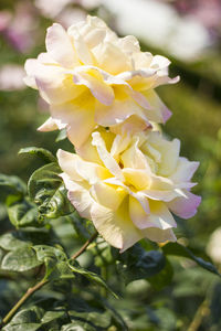 Close-up of white flowering plant