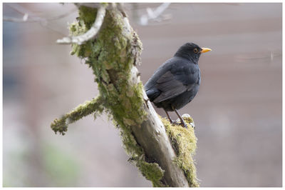 Close-up of bird perching on wooden post