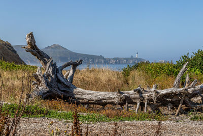 Driftwood on field by trees against sky
