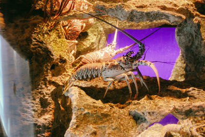 Close-up of lobsters in aquarium