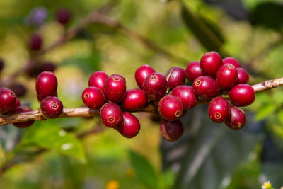 Close-up of coffee on plant