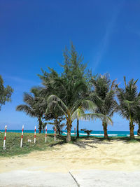 Palm trees on beach against clear blue sky