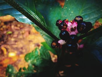 Close-up of water drops on fruit