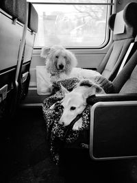 Dog sitting in train