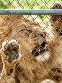 Close-up of lion in cage at zoo