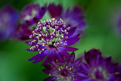 Close-up of purple flowers blooming outdoors