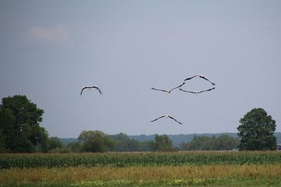 Birds flying over field against clear sky