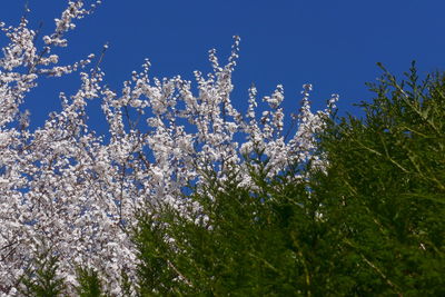 Low angle view of flowering plants against clear blue sky