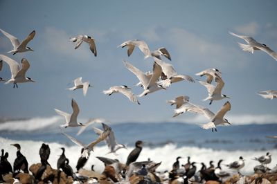 Seagulls flying over sea