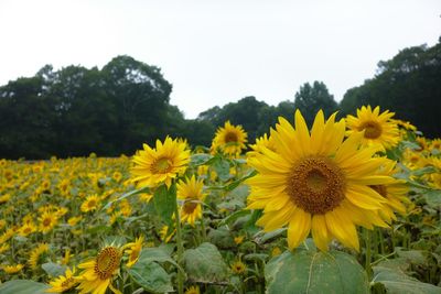 Close-up of yellow flowers blooming on field