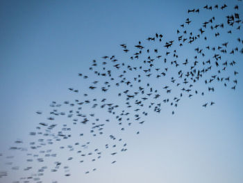 Low angle view of birds flying in sky