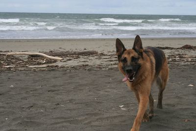 View of dog on beach