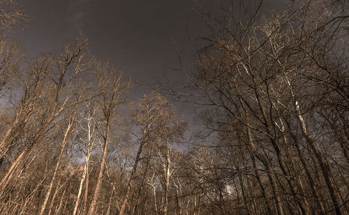 Low angle view of bare trees in forest