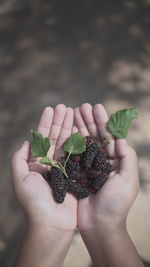 Murberry fruits