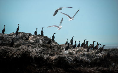 Birds on rock formation against sky