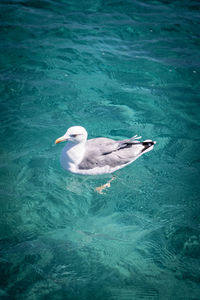 High angle view of seagull swimming in sea