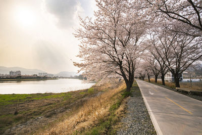 Road by bare trees against sky