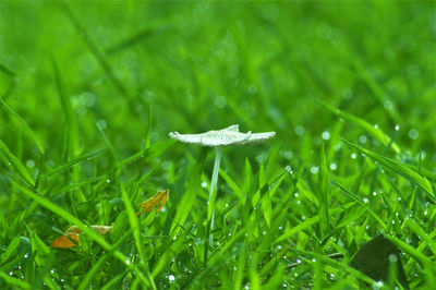 Close-up of wet mushroom growing on field