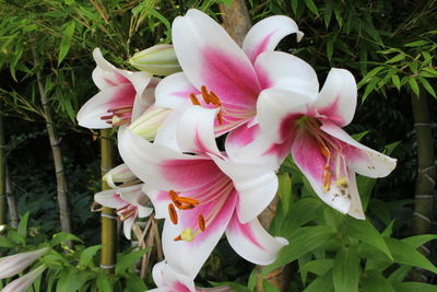 Close-up of pink flowers blooming outdoors