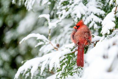 Close-up of a bird on snow