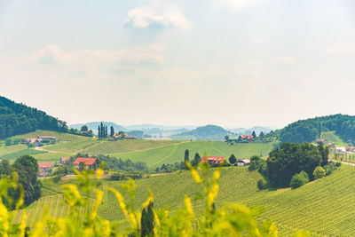 Scenic view of agricultural field against sky