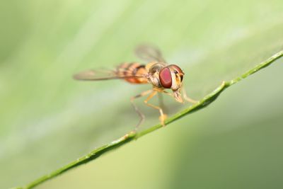 Close-up of insect on plant