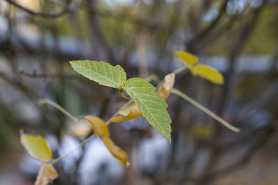 plant