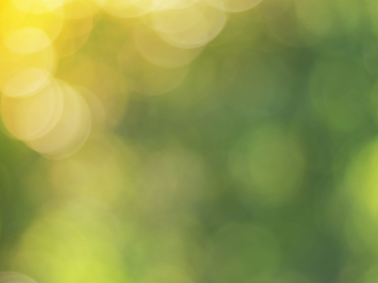 DEFOCUSED IMAGE OF YELLOW LEAF