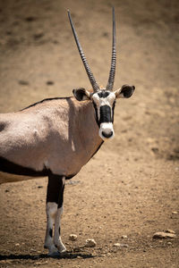 Close-up of gemsbok turning head towards camera