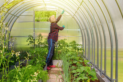 Woman works in a greenhouse, examining the planted cucumbers and tomatoes