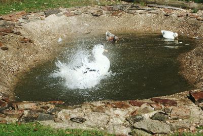 High angle view of birds in water