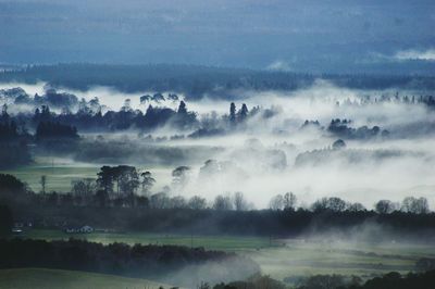 Panoramic view of forest against sky
