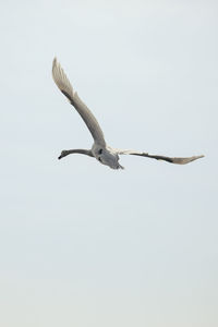 Low angle view of seagull flying