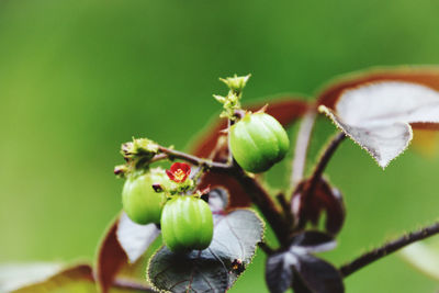 Close-up of fruit growing on plant