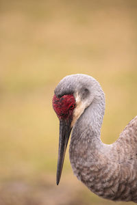 Close-up of swan