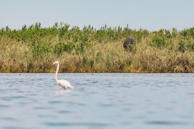 Flamingo on a lake