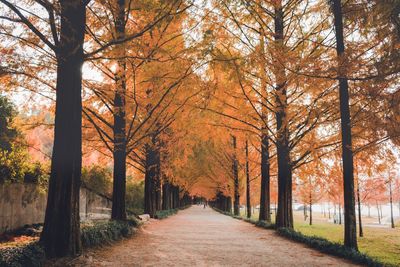 Footpath amidst trees during autumn