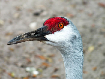 Close-up of sandhill crane