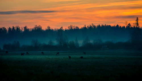 A beautiful misty morning with wild red deer herd grazing in the meadow. 