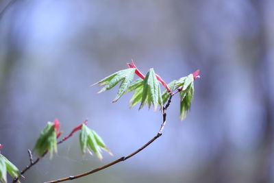 Close-up of fresh leaves on plant
