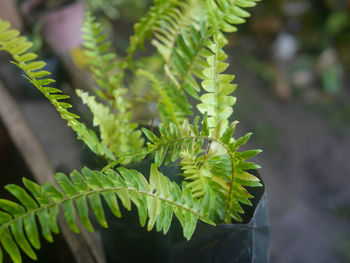 Close-up of potted plant